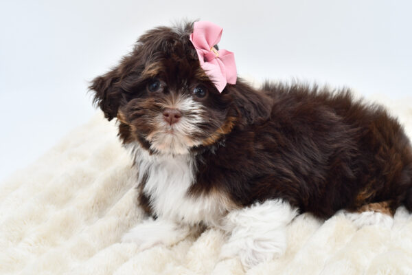 [#26198-04]  - Chocolate F Havanese Puppies for Sale