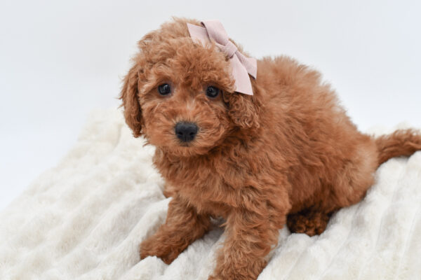 [#26273-05]  - Red F Goldendoodle Mini F1b Puppies for Sale
