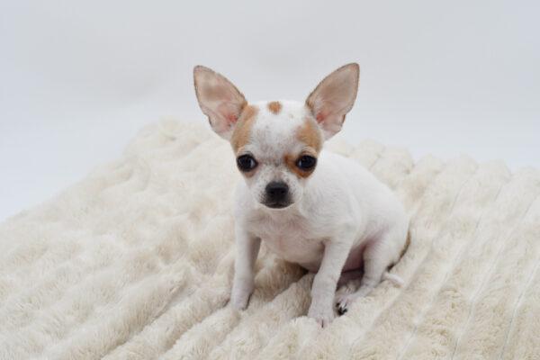 [#253201-03]  - White / Red Sable F Chihuahua Puppies for Sale
