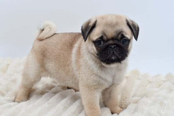[#26143-01]  - Fawn M Pug Puppies for Sale