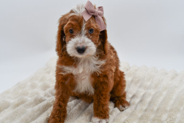 [#26175-09]  - Red / White F Irish Setter/Poodle Puppies for Sale