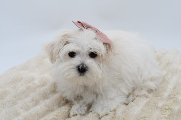 [#2632-04]  - White F Maltese Puppies for Sale