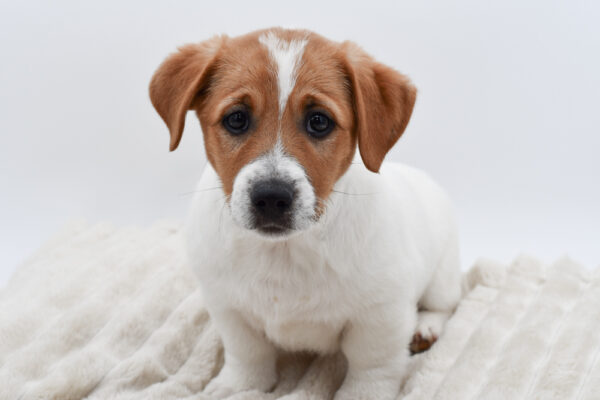[#264-02]  - White / Tan M Jack Russell Terrier Puppies for Sale