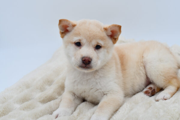 [#2677-01]  - Cream M Shiba Inu Puppies for Sale