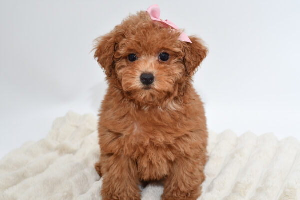 [#261-04]  - Red F Poodle Mini Puppies for Sale