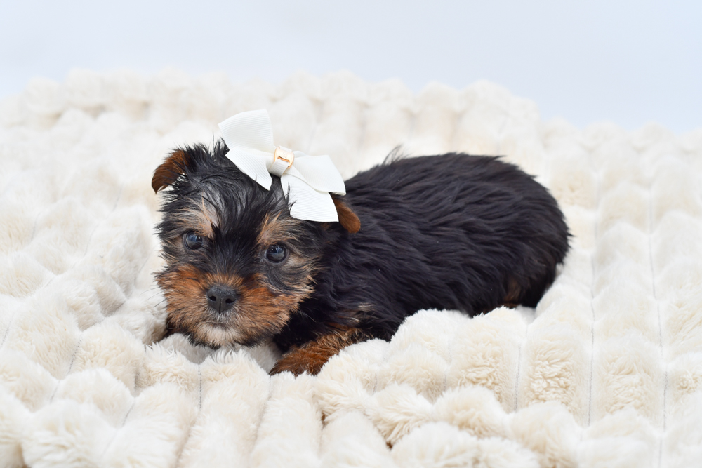 Yorkshire Terrier (F) 39851