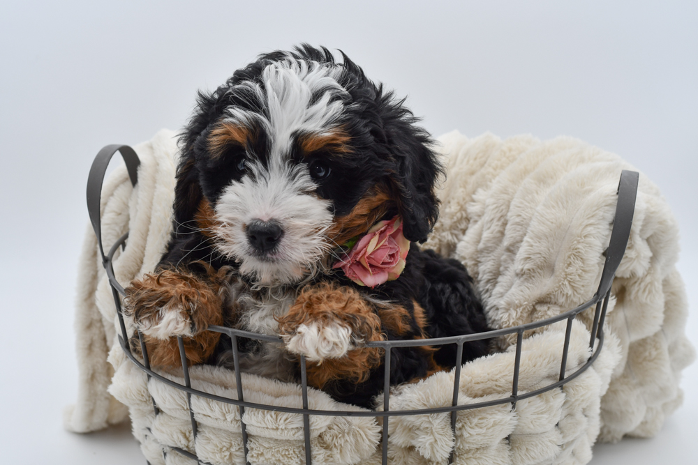 Bernadoodle (F)39852