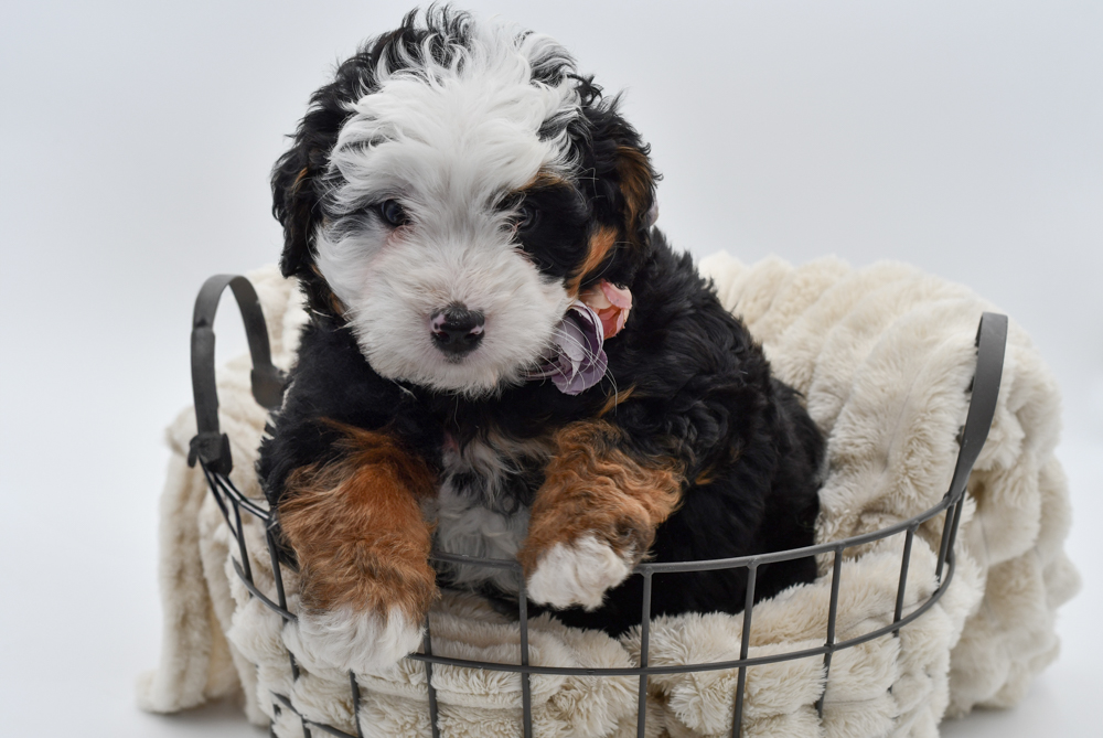 Bernadoodle (F) 39853