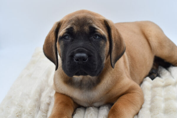 [#2632-03]  - Apricot M Mastiff Puppies for Sale