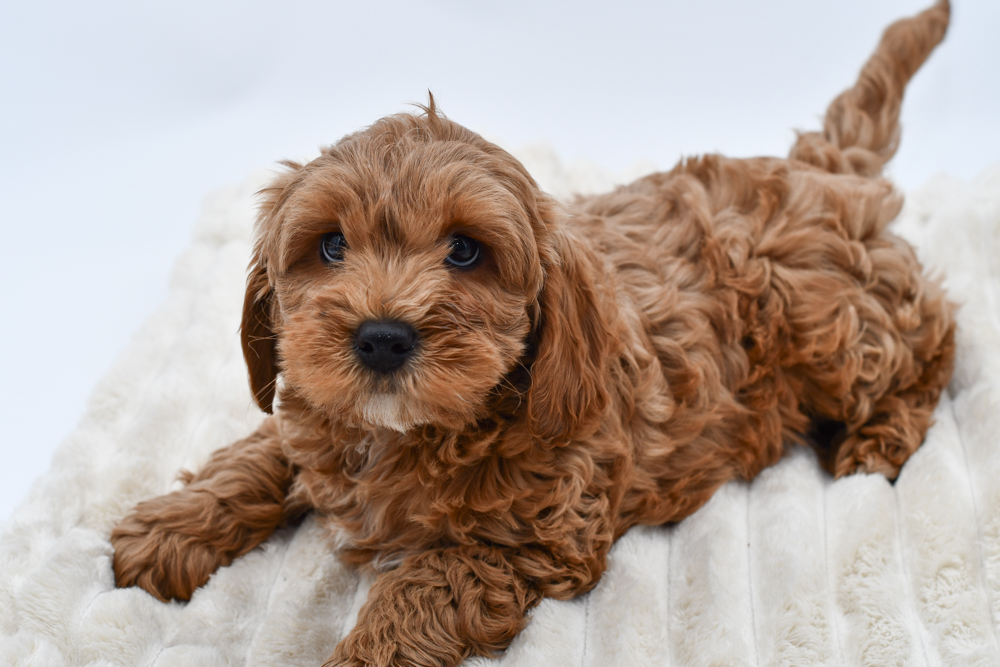 Cavapoo (M) 39859