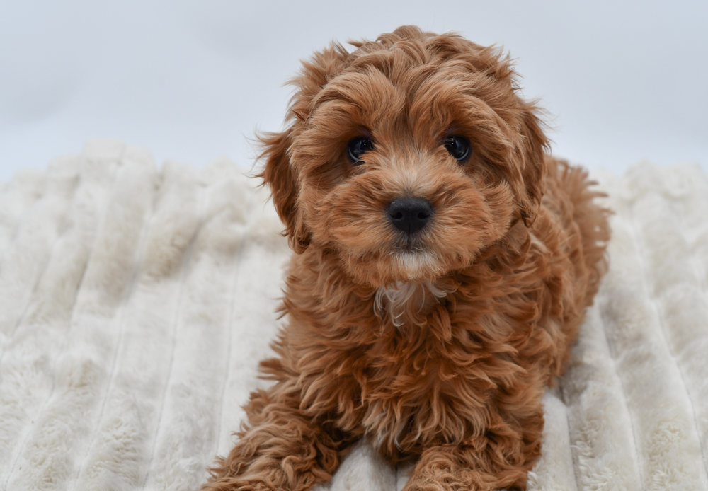 Cavapoo (M) 39860