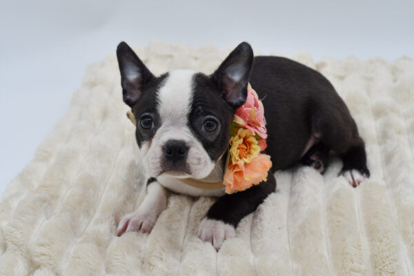 [#253768-07]  - Black / White F Boston Terrier Puppies for Sale