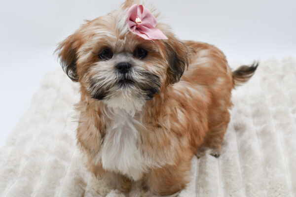 [#253789-05]  - Brindle F Lhasa Apso Puppies for Sale