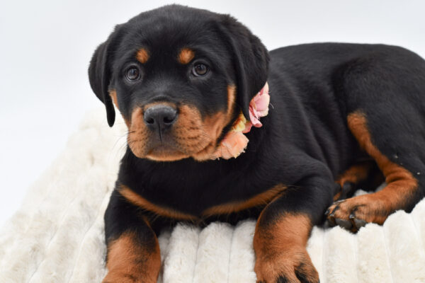 [#253822-04]  - Black / Tan F Rottweiler Puppies for Sale