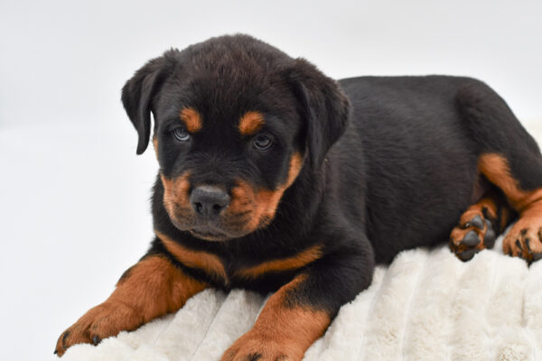 [#253823-06]  - Black / Tan M Rottweiler Puppies for Sale