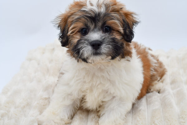 [#26156-01]  - Brown / White M Teddy Bear Puppies for Sale