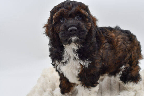 [#26158-02]  - Black / White M Cock A Poo Puppies for Sale