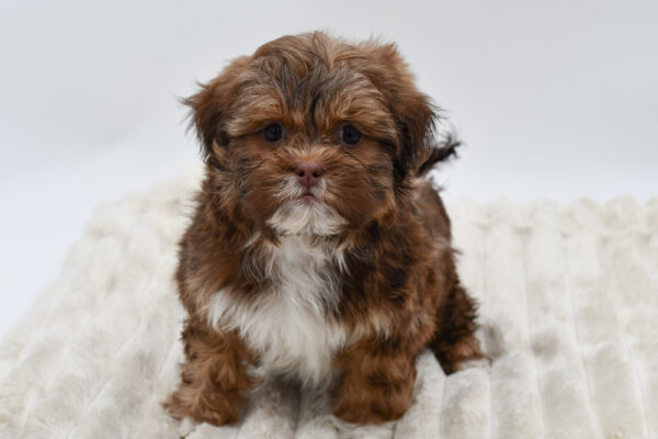 [#26181-02]  - Brown / White M Havatzu Puppies for Sale