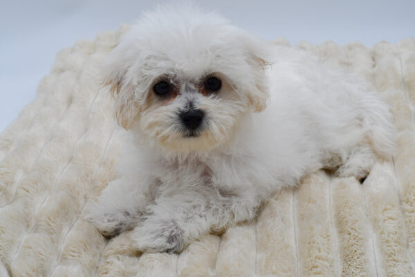 [#2655-05]  - White F Bichon Frise Puppies for Sale