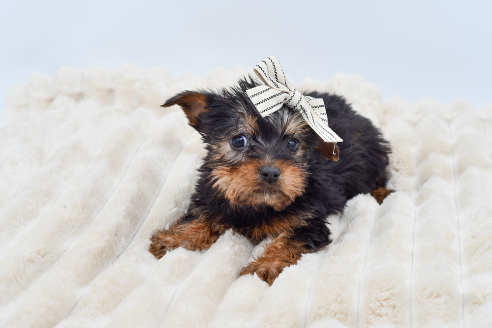 Yorkshire Terrier (F) 39871