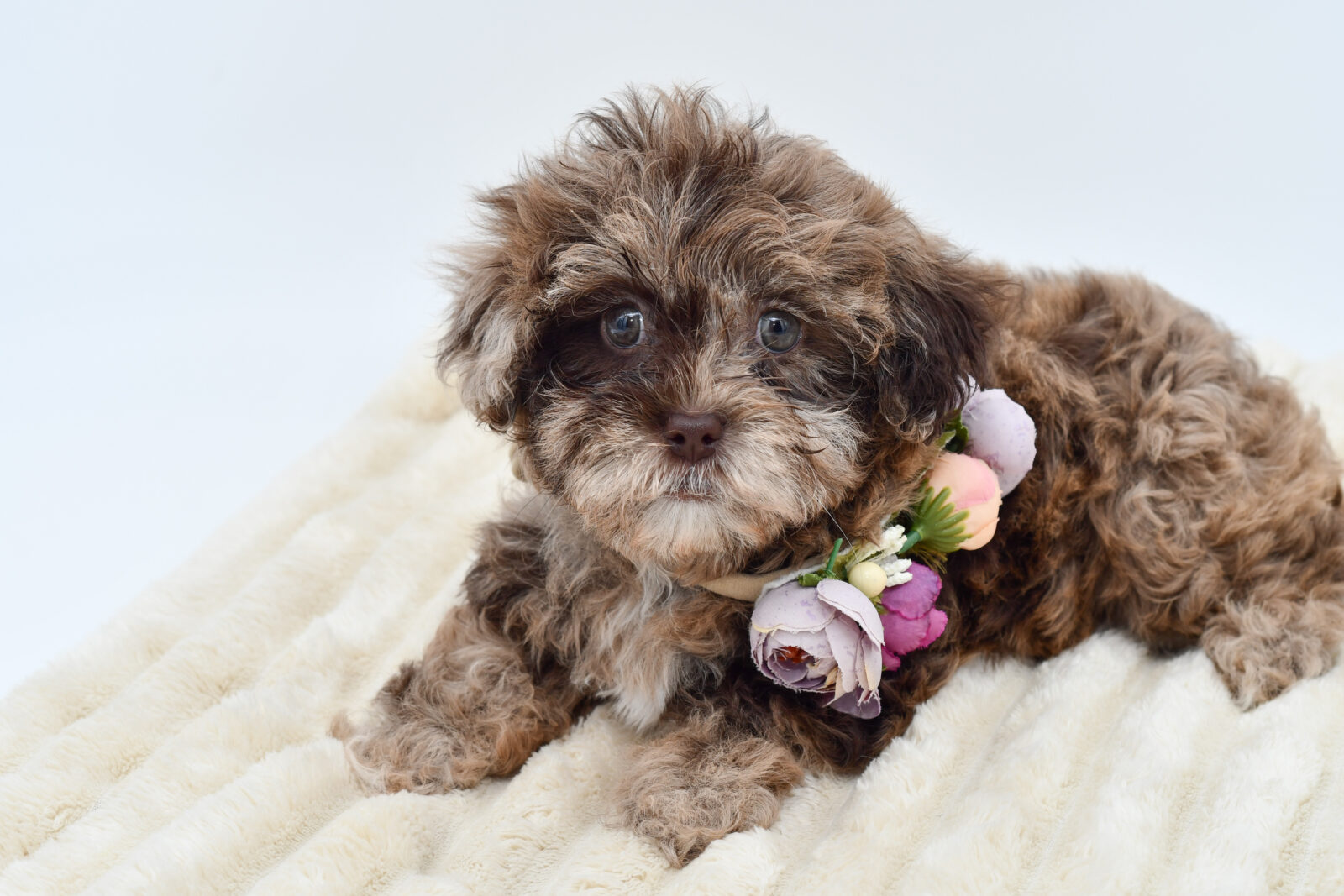 Shihpoo (F) 39886