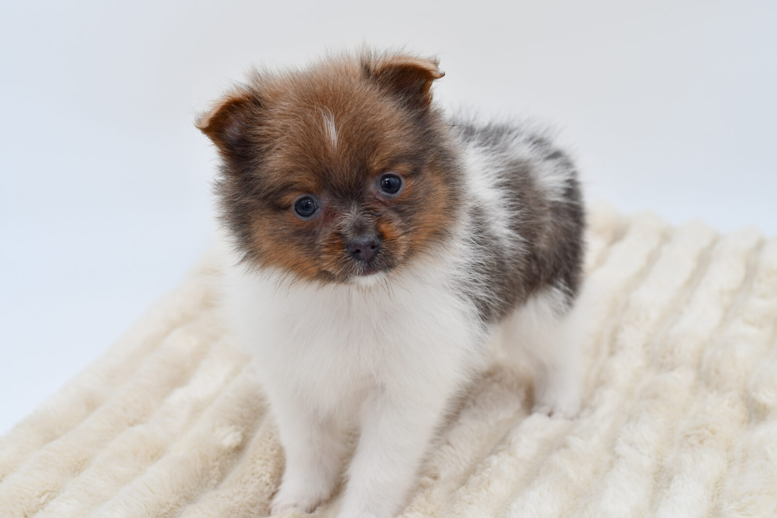 Pomeranian (M) 39887