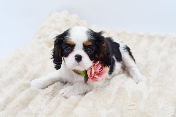 [#26213-04]  - Tri-Colored F Cavalier King Charles Spaniel Puppies for Sale