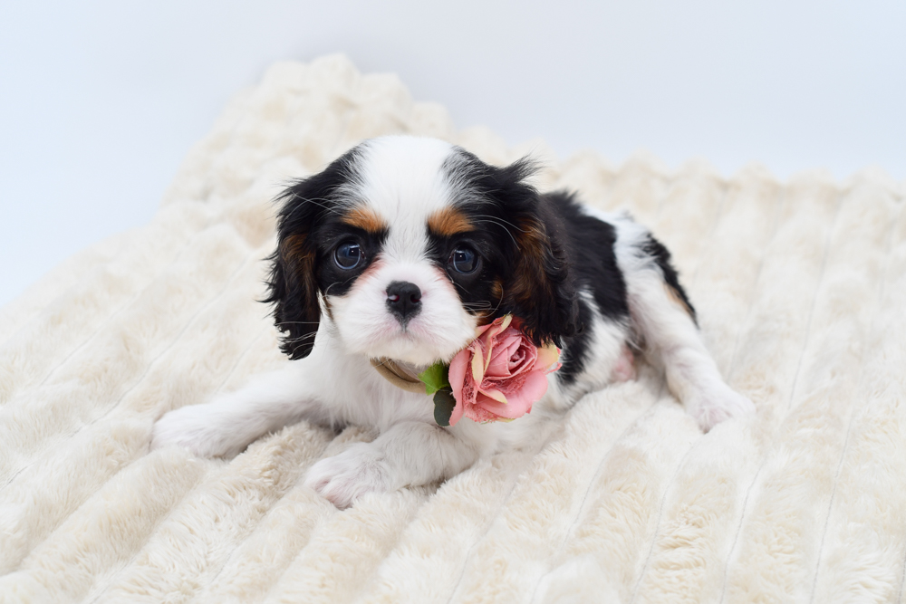 Cavalier King Charles Spaniel (F) 39890