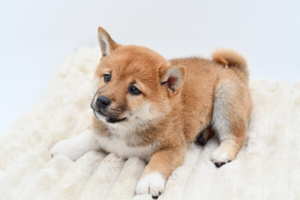 [#26228-02]  - Red Sesame F Shiba Inu Puppies for Sale