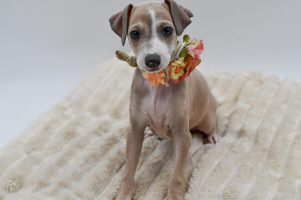 [#26257-05]  - Fawn / White F Italian Greyhound Puppies for Sale