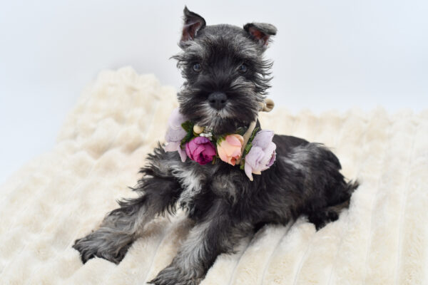 [#26269-05]  - Salt / Pepper F Miniature Schnauzer Puppies for Sale