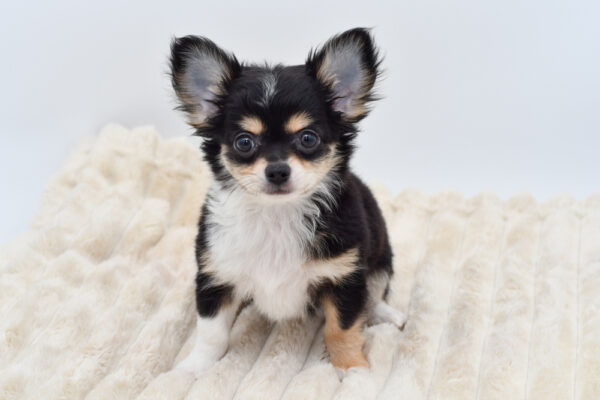 [#26326-01]  - Black / White M Chihuahua Puppies for Sale