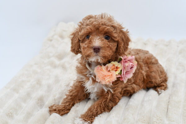 [#26277-05]  - Red F Poodle Mini Puppies for Sale