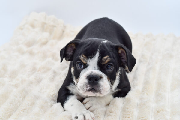 [#26307-01]  - Black / White M Mini Bullies Puppies for Sale
