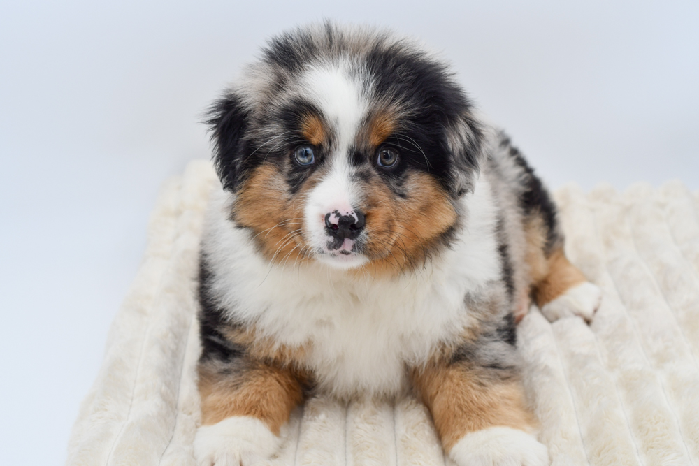 Mini Aussie (M) 39899