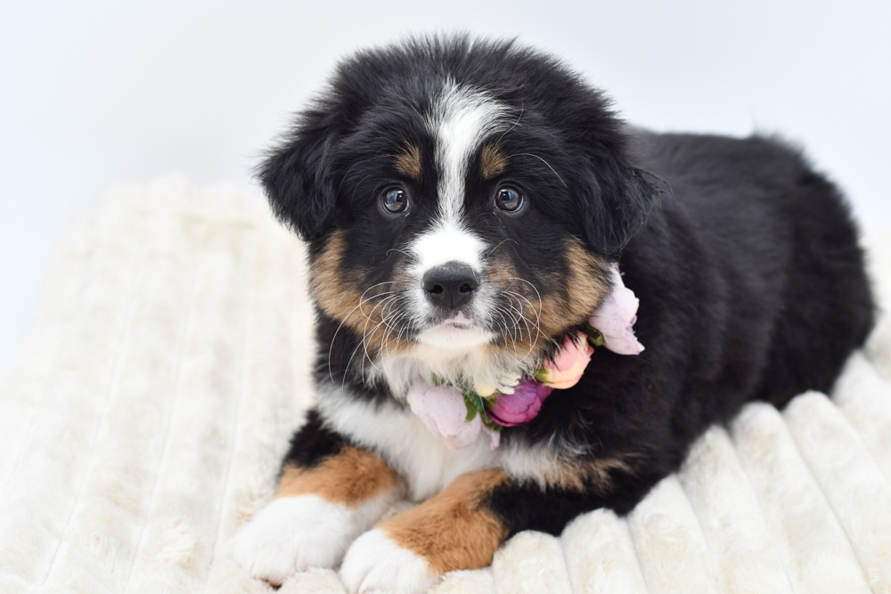 Mini Aussie (F) 39900