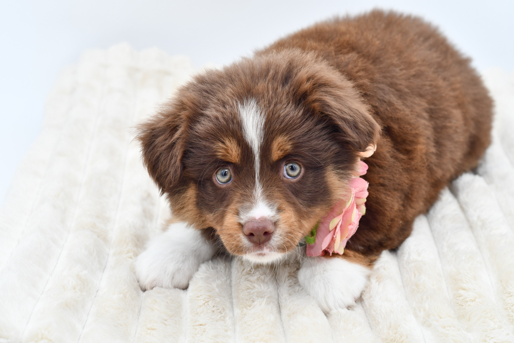 Mini Aussie (F) 39901