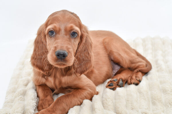 [#26275-02]  - Red M Irish Setter Puppies for Sale