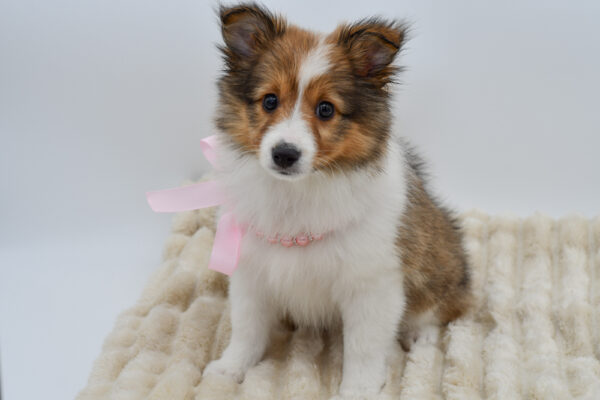 [#26276-05]  - Sable / White F Shetland Sheepdog Puppies for Sale