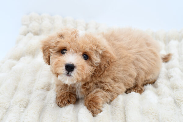 [#26437-02]  - Apricot M Maltipoo Puppies for Sale