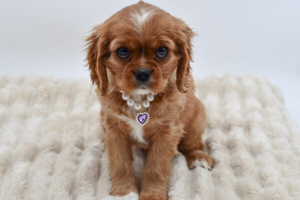 [#26170-07]  - Red F Cavalier King Charles Spaniel Puppies for Sale
