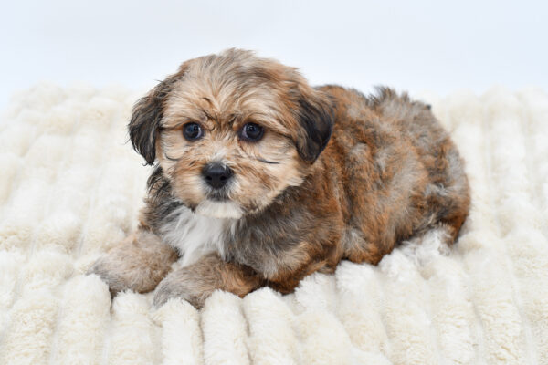 [#26247-02]  - Brown / Black M Teddy Bear Puppies for Sale