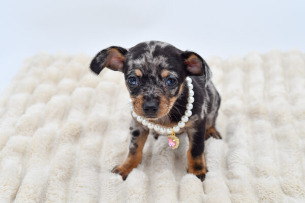 [#26297-01]  - Merle F Chiweenie Puppies for Sale