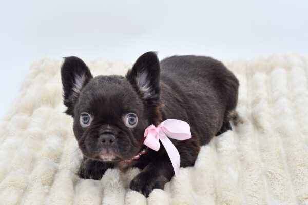 [#26303-02]  - Chocolate F French Bulldog Puppies for Sale
