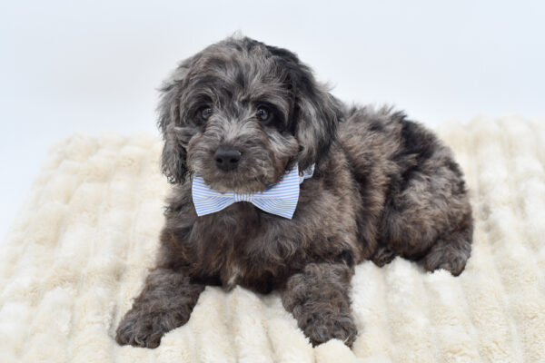 [#26344-02]  - Blue Merle M Cock A Poo 2nd Gen Puppies for Sale