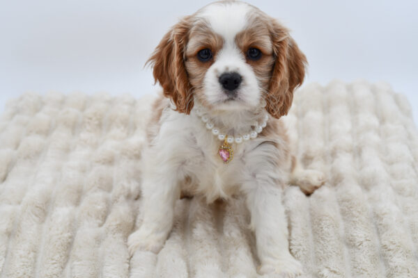 [#26348-05]  - Blenheim F Cavalier King Charles Spaniel Puppies for Sale