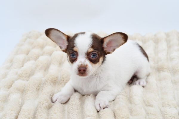 [#26361-01]  - Chocolate White Tan M Chihuahua Puppies for Sale