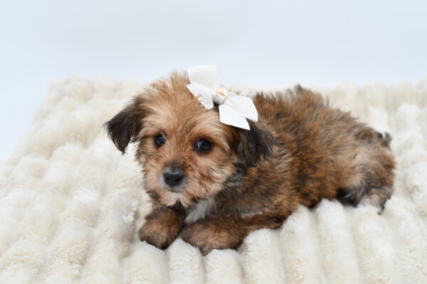 [#26448-05]  - Buff F Yochon Puppies for Sale