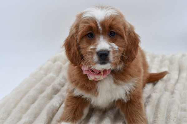 [#26295-05]  - Red F Goldendoodle Mini Puppies for Sale