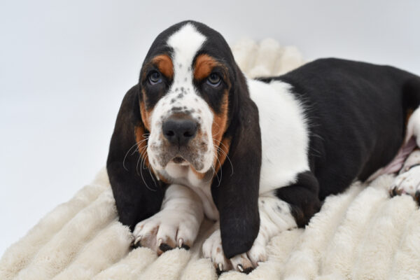 [#26338-04]  - Black / White M Basset Hound Puppies for Sale